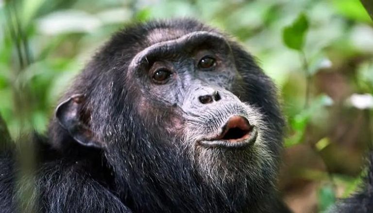 قردة الشمبانزي مهددة بالانقراض- أرشيفية