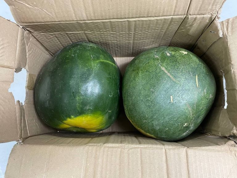 الأقراص المضبوطة داخل البطيخ