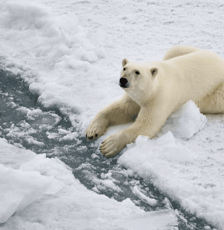 يُعتبر الصيف فترة سيئة للدببة القطبية