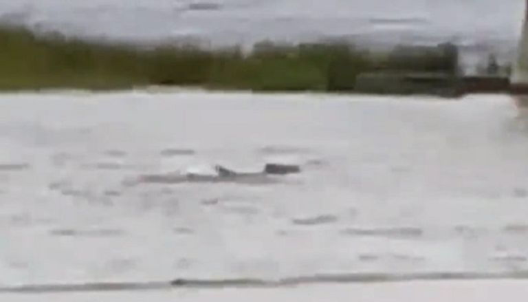 سمكة قرش تسبح في شوارع فلوريدا