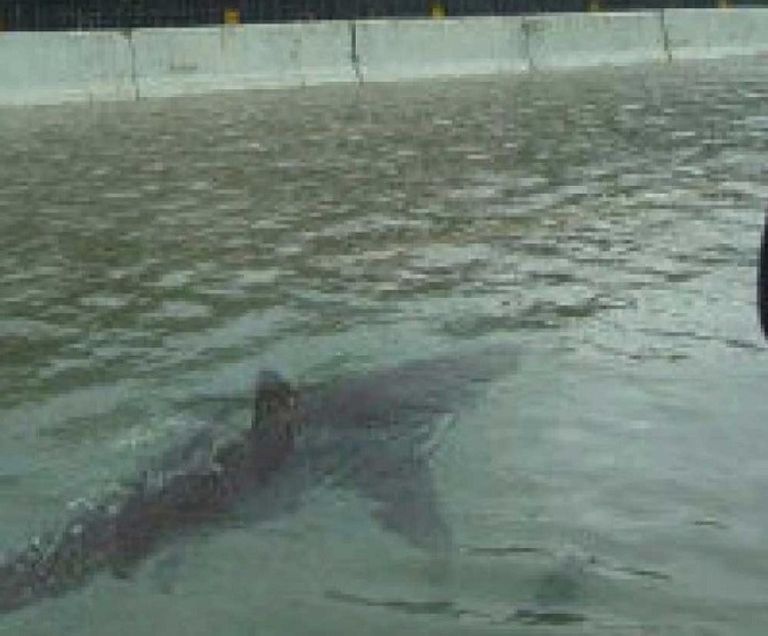 سمكة قرش تسبح في شوارع فلوريدا