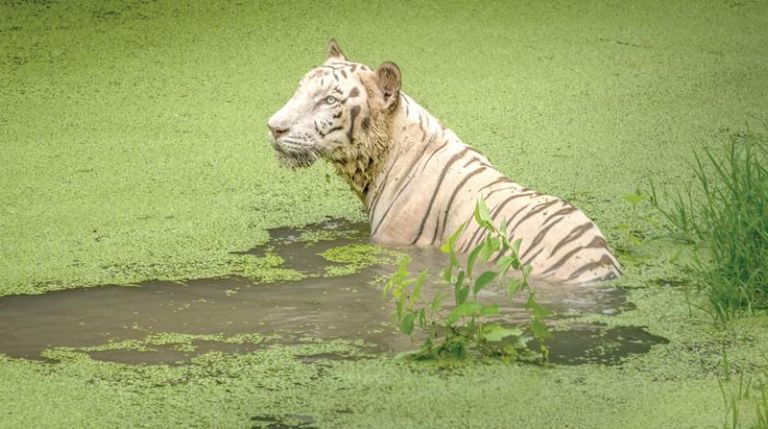 محمية سونداربانس الوطنية أحد أفضل المحميات الطبيعية في الهند أجمل المحميات الطبيعية في الهند