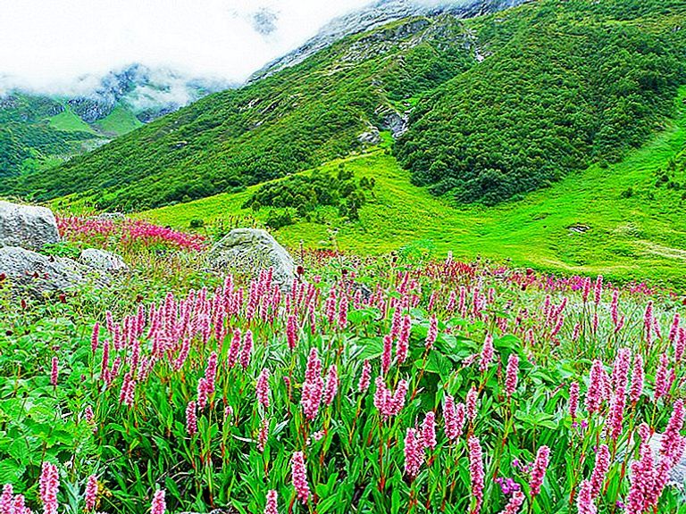 محمية وادي الزهور الوطنية أحد أجمل المحميات الطبيعية في الهند أجمل المحميات الطبيعية في الهند