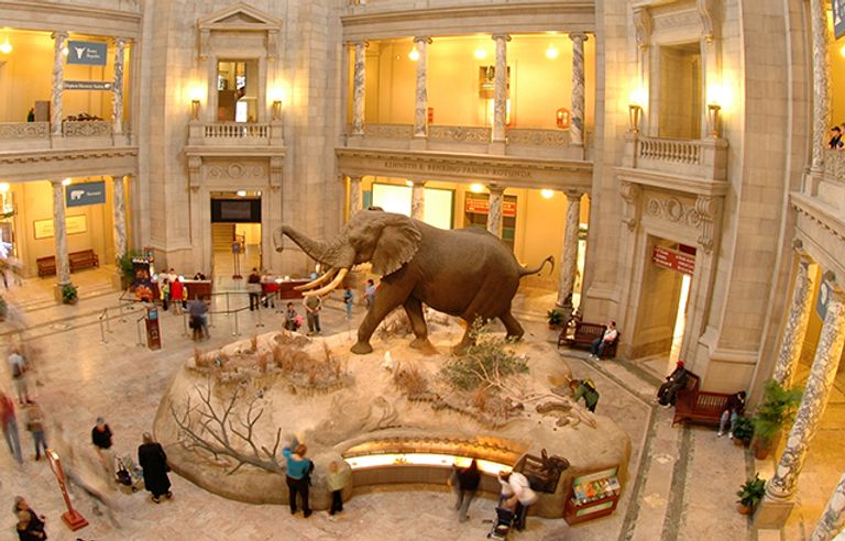 متحف التاريخ الطبيعي أحد أماكن السياحة في واشنطن