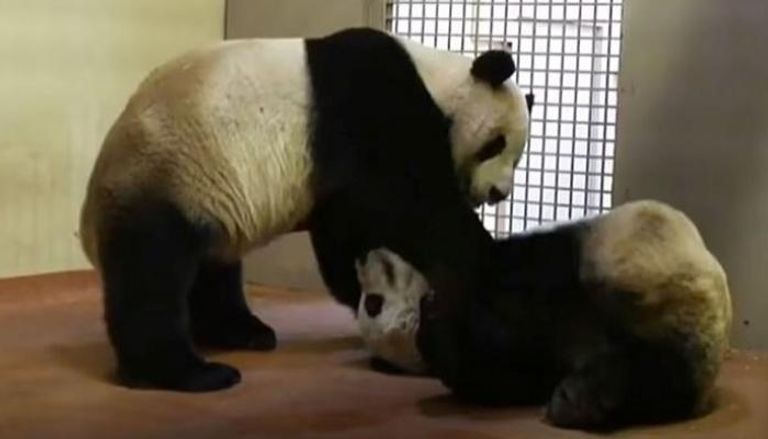 ثنائي الباندا سيعود للصين مجددا