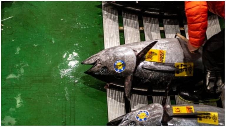 غرب مزاد في العالم.. سمكة بعشرات الملايين 196-111343-auction-bluefin-tuna-japan-3