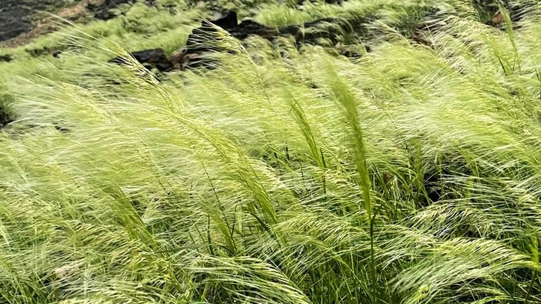 جبال مكة المكرمة تكتسي باللون الأخضر