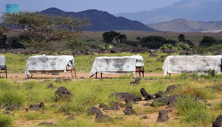 سريان وادي الرمة في القصيم