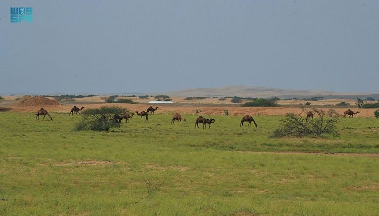 سريان وادي الرمة في القصيم