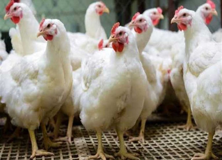 ارتفاع قياسي لأسعار الدواجن في مصر  - أرشيفية