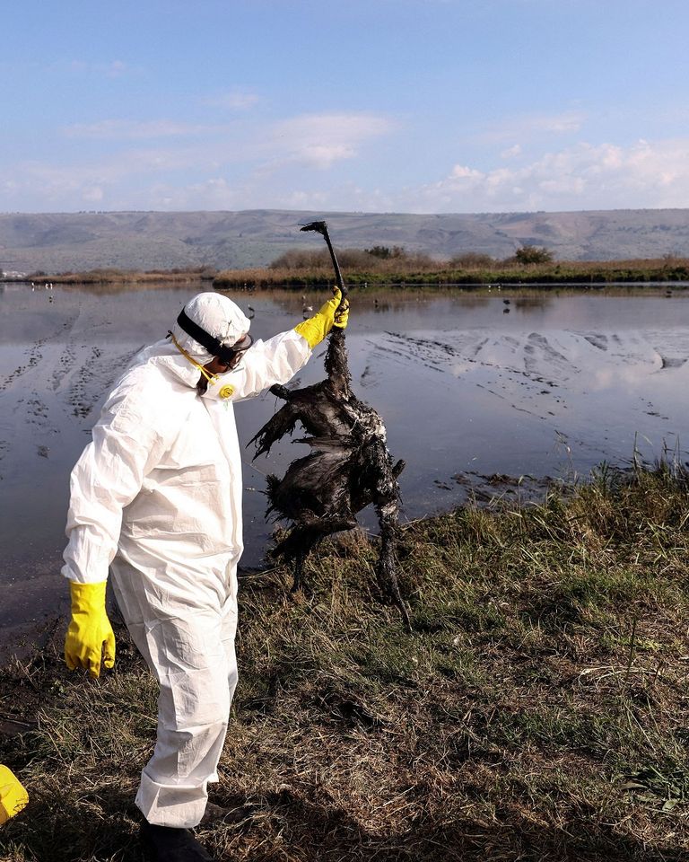 مجموعة من الدجاج قبل تحصينها ضد إنفلونزا الطيور - أرشيفية