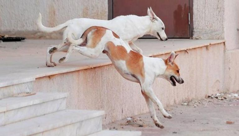 انتشار الكلاب الضالة يمثل مشكلة ببعض مناطق مصر