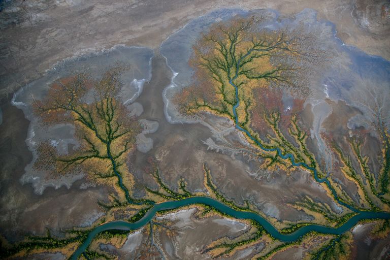 صورة الأغنام المتداولة على مواقع التواصل الاجتماعي