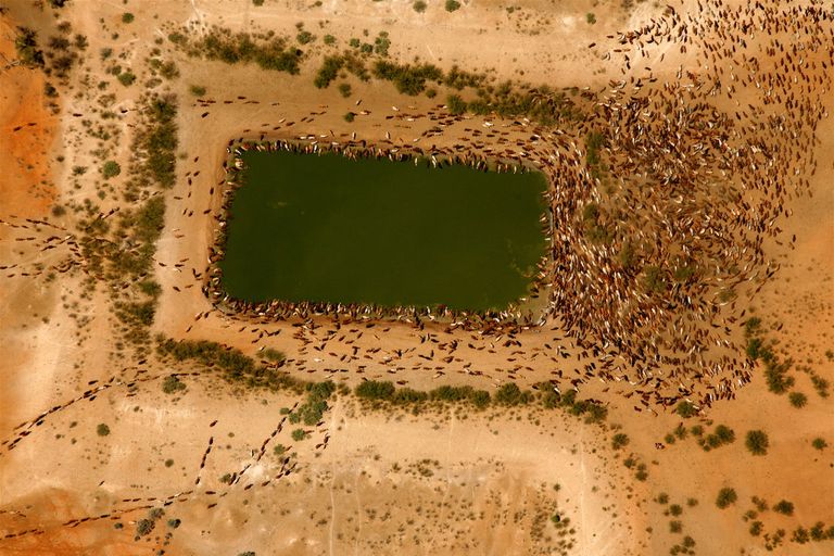 صورة الأغنام المتداولة على مواقع التواصل الاجتماعي