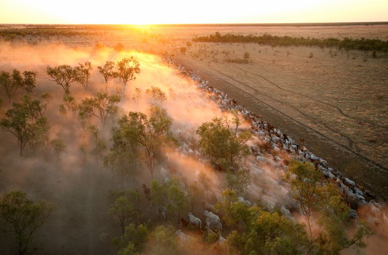 صورة الأغنام المتداولة على مواقع التواصل الاجتماعي