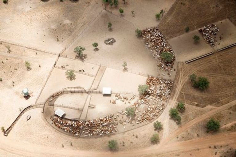 صورة الأغنام المتداولة على مواقع التواصل الاجتماعي