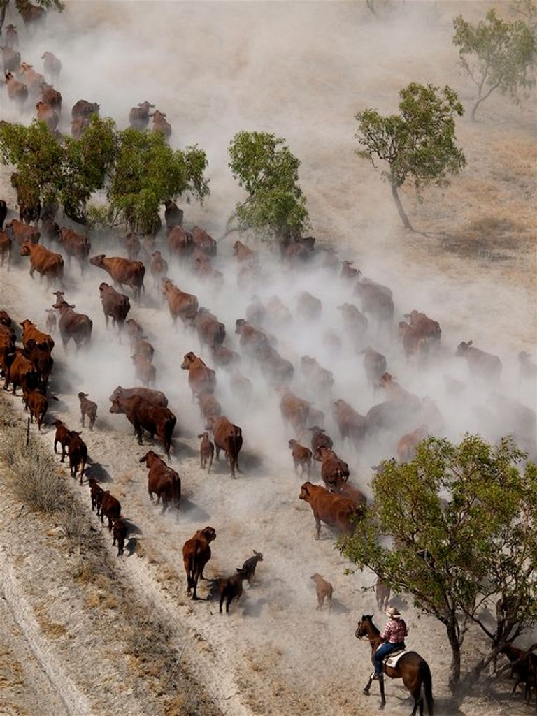 صورة الأغنام المتداولة على مواقع التواصل الاجتماعي