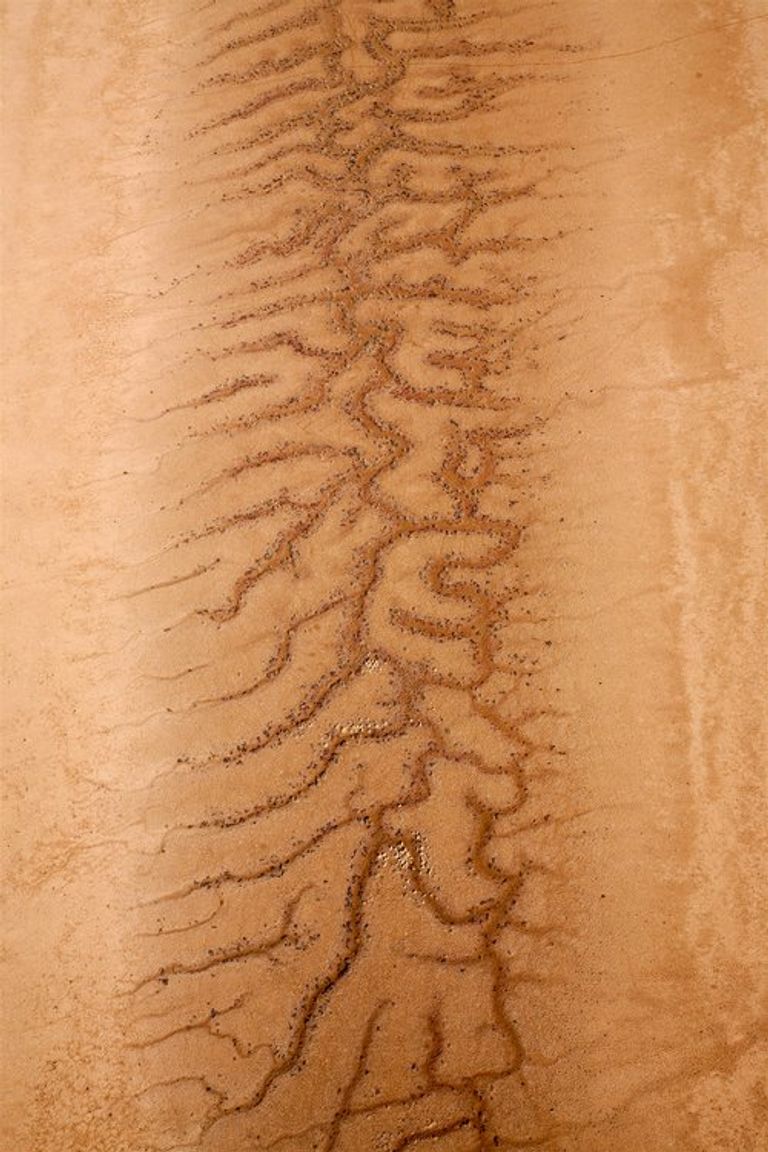 صورة الأغنام المتداولة على مواقع التواصل الاجتماعي