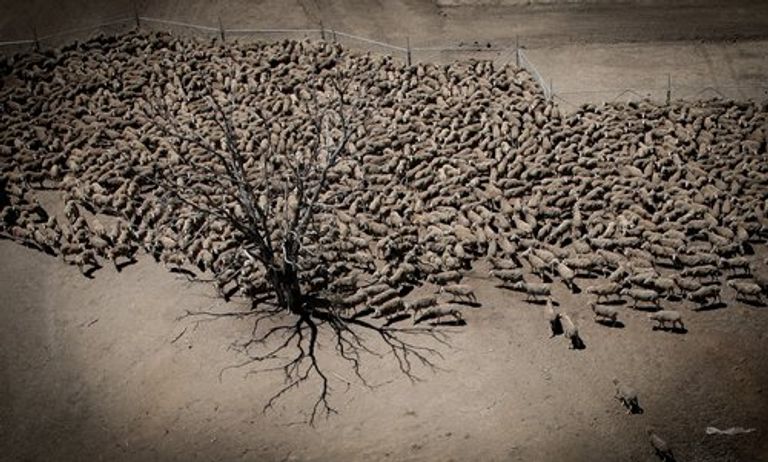 صورة الأغنام المتداولة على مواقع التواصل الاجتماعي