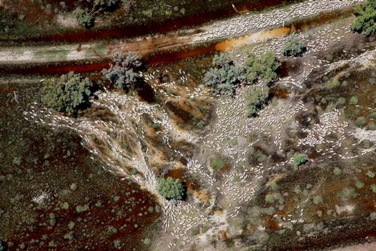 صورة الأغنام المتداولة على مواقع التواصل الاجتماعي