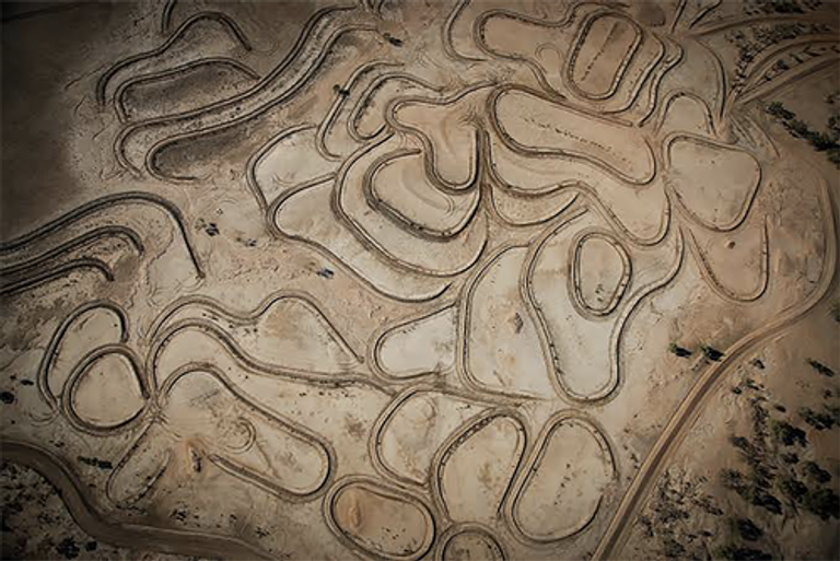 صورة الأغنام المتداولة على مواقع التواصل الاجتماعي