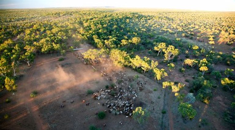 صورة الأغنام المتداولة على مواقع التواصل الاجتماعي