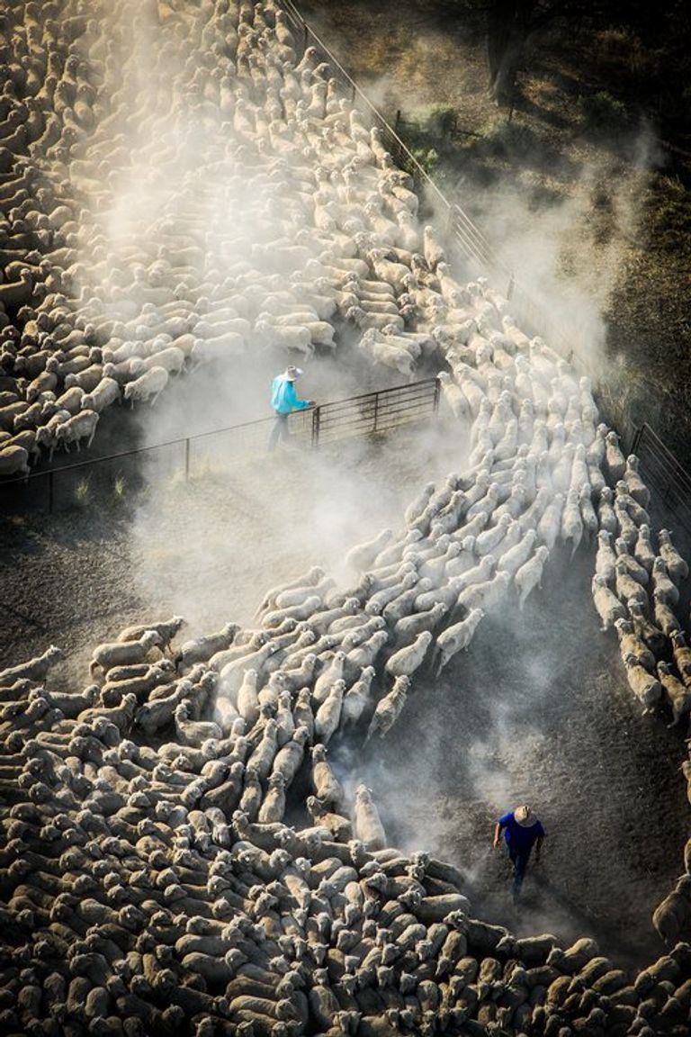 صورة الأغنام المتداولة على مواقع التواصل الاجتماعي