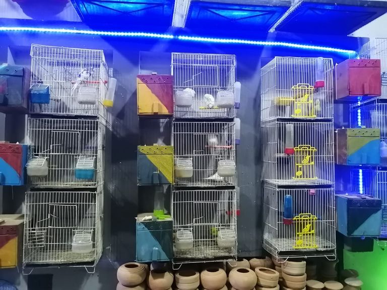 ارتفاع كبير في أسعار حبوب طيور الزينة بمصر