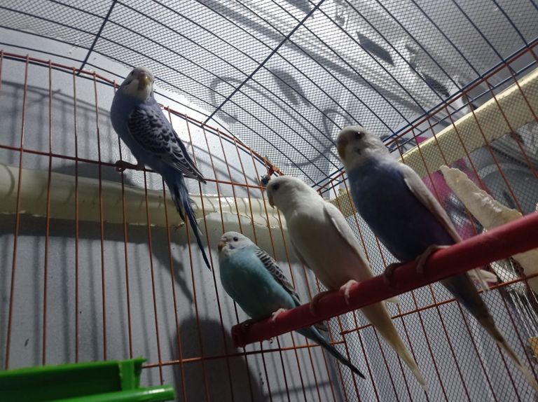 ارتفاع كبير في أسعار حبوب طيور الزينة بمصر