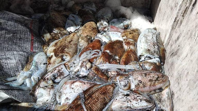 صيد الحبار في اليمن مرسى صيد مدينة المخا اليمنية