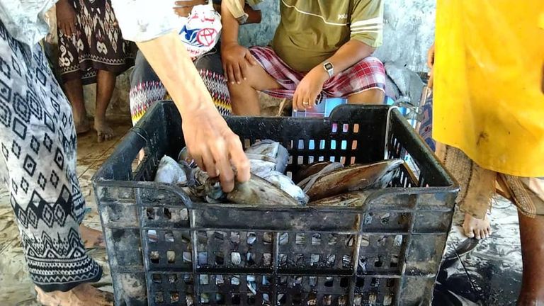 صيد الحبار في اليمن مرسى صيد مدينة المخا اليمنية