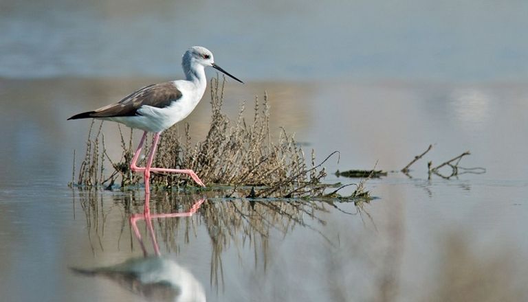 محميات دبي تزخر بالتنوع الحيوي والبيئي