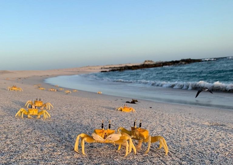 محميات دبي تزخر بالتنوع الحيوي والبيئي