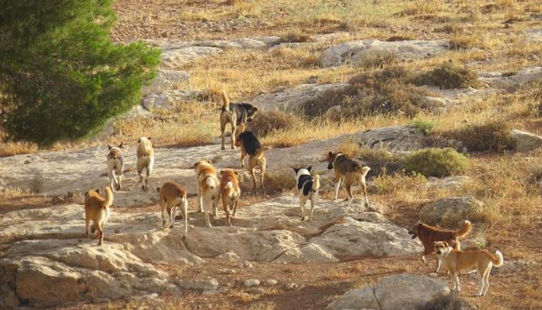 أزمة بسبب الكلاب الضالة في مصر - أرشيفية