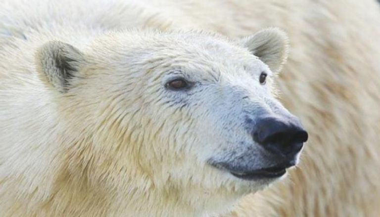 الدببة القطبية تعاني من تبعات تغير المناخ