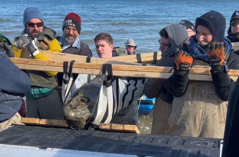 متحجرة جمجمة الحوت بعد انتشالها