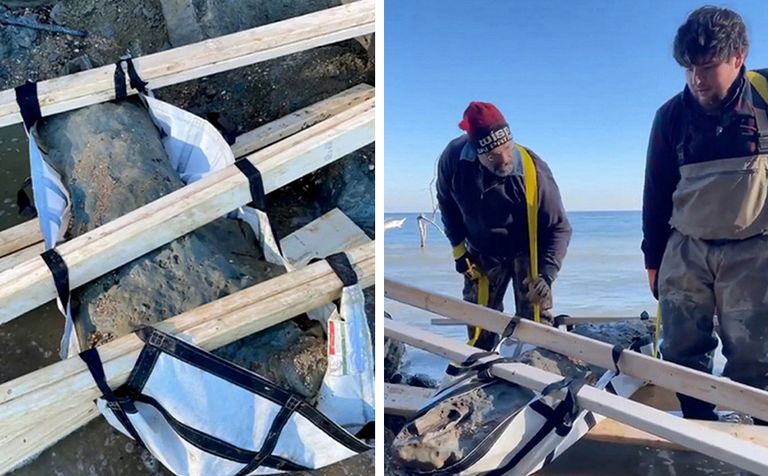 متحجرة جمجمة الحوت بعد انتشالها