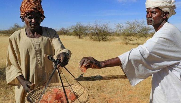 منتجو الصمغ العربي في السودان يتمسكون بزراعته رغم التحديات