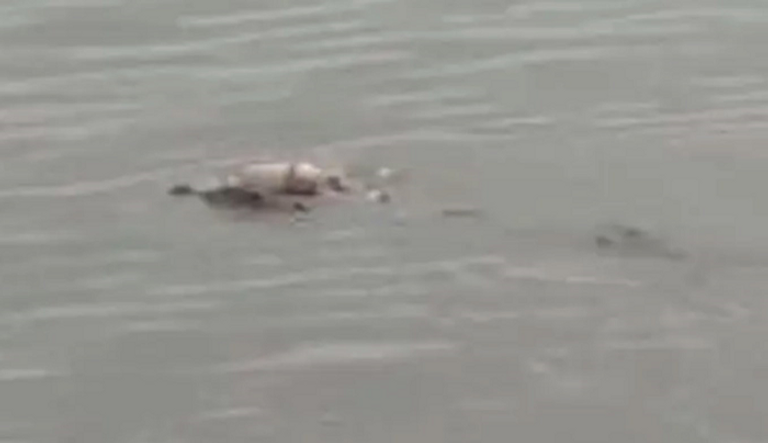 التمساح نقل الطفل للشاطئ ثم اختفى- أرشيفية