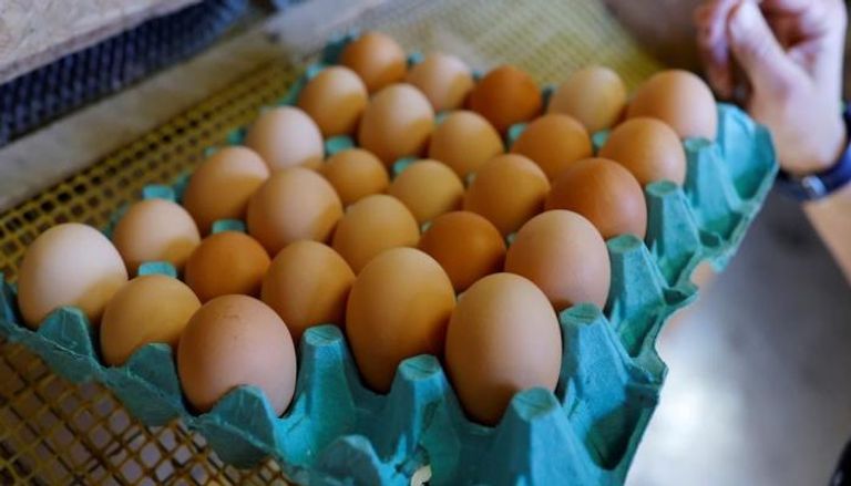 ارتفاع أسعار البيض في أمريكا - رويترز