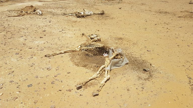 بعض الهياكل التي عُثر عليها