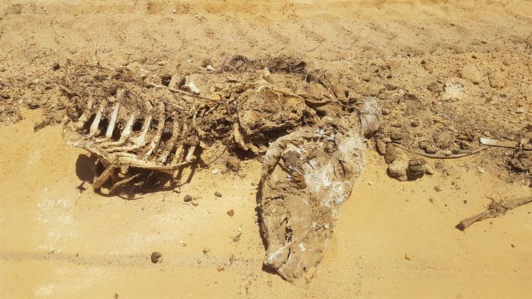 بعض الهياكل التي عُثر عليها