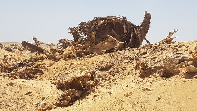 بعض الهياكل التي عُثر عليها