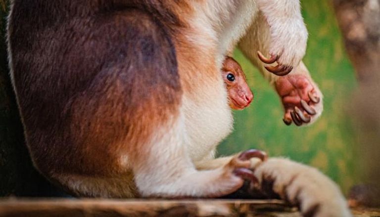 ولادة كنغر من نوع مهدد بالانقراض في حديقة حيوانات بريطانية