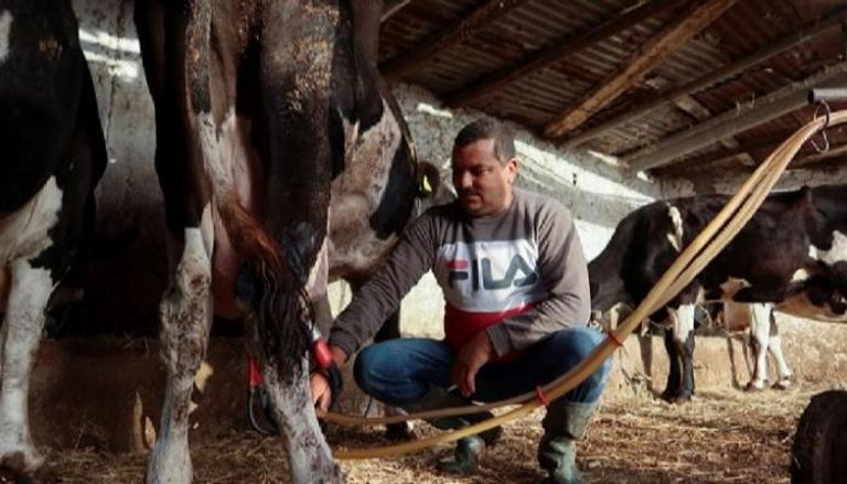 مزارع البقر تواجه تحديات كبيرة في تونس