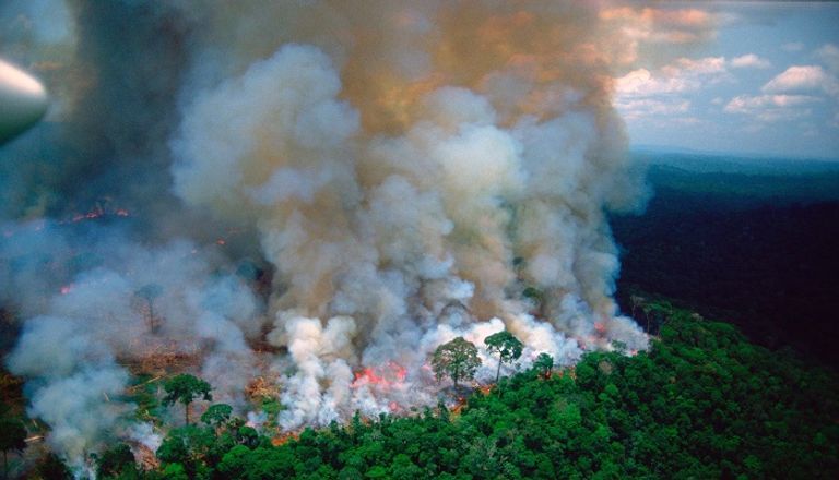 غابات الأمازون