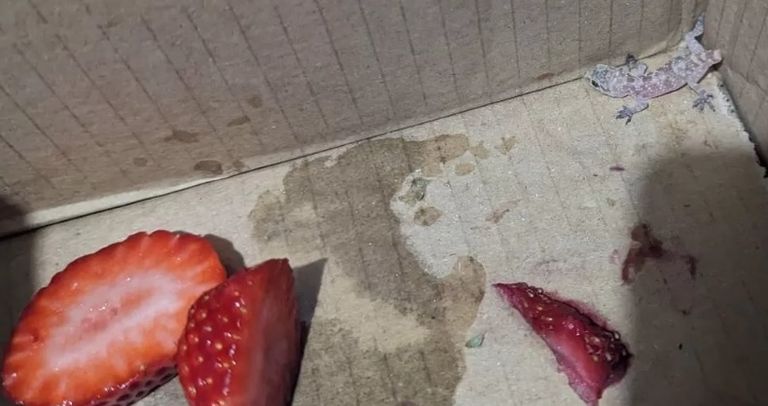 البرص المصري بعد العناية به في بريطانيا