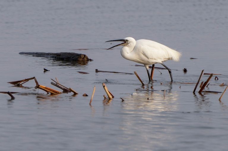 انتعاش الحياة في أهوار العراق بفضل الأمطار الشتوية