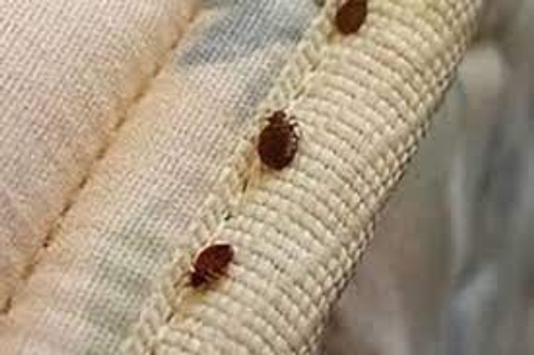 بق الفراش مشكلة تقلق باريس - أرشيفية