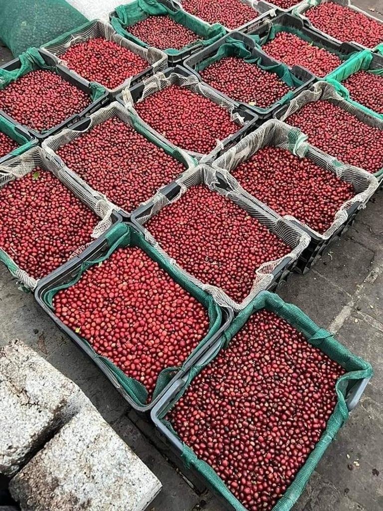 اليمن يحتفي بالقهوة بطريقة جديدة